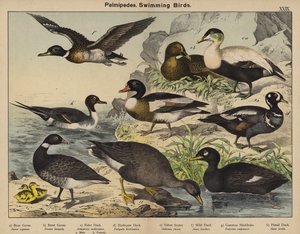パルミペデス、泳ぐ鳥（カラーリトグラフ） 作： European School