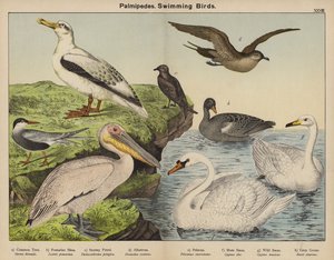 パルミペデス、水泳鳥 作： European School