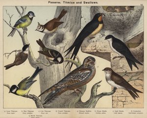 パセリア、シジュウカラ、ツバメ（カラーリトグラフ 作： European School