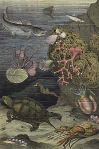 地中海の海の生物（カラーリトグラフ） 作： European School
