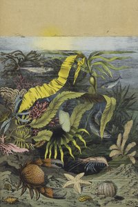 北海の海の生物（カラーリトグラフ 作： European School