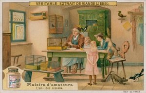 アマチュア鳥の恋人 作： European School