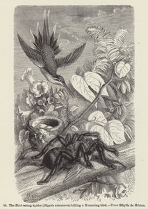 ハチドリを殺す鳥喰い蜘蛛（Mygale avicularia）（彫刻作品 作： European School