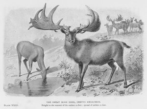 アイルランドの大鹿（Cervus Megaceros）（リトグラフ 作： European School