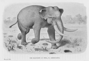 オハイオのマストドン、M Americanus（リトグラフ