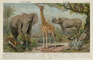 野生動物 作： European School