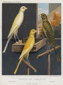 ヨークシャーカナリア、クリアバフ、グリーン、クリアイエロー 作： European School