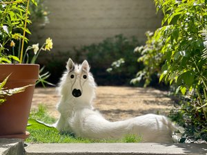 後ろ向き犬ブルックリン（デジタルアート） 作： エヴァン・スクラー