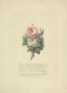 王室のシルエットを持つバラ、1816年 作： Evert Maaskamp