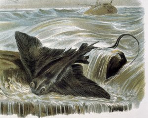 マダラトビエイ（Myliobatis aguila） F.Padroのデッサンによるエングレーヴィング。エングレーヴィング