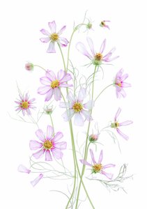  作： Fangping Zhou