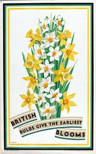 英国の球根は最も早く花を咲かせる』（カラーリトグラフ）（「家庭菜園のための英国の球根」シリーズより 作： Fawkes Fawkes