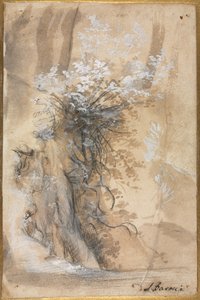 侵食された銀行の上に咲くブッシュ、1556〜1570年。 作： Federico Barocci