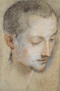 若い男の頭の研究、16世紀後半 作： Federico Barocci