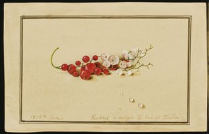 赤と白のスグリ、1818年 作： Fedor Petrovich Tolstoy