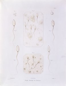 1847年、パリのオデットによって彫刻されたフェリックスアルキメドポーシェ（1800-72）による、哺乳類と人間の種の正の排卵と受精の理論による精液 作： Felix Archimede Pouchet