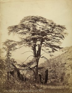 レバノン、Teniet el Haadの森の杉の大木 作： Félix Bonfils