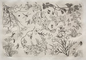 ディナーサービスルソーサービス：花なし。 22、1866。 作： Felix Bracquemond