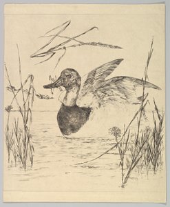 アヒル、1850-1914。 作： Felix Bracquemond