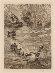 試合中のアヒル、c。 1870。 作： Felix Bracquemond