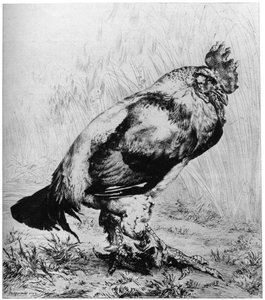 La Coq、c1850-1910、1924。 作： Felix Bracquemond