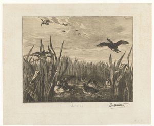葦の間の水にコガモのある風景 サルセル (オブジェクトのタイトル) 作： Felix Bracquemond
