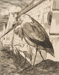 コウノトリ、1870 年代、1870 年代。 作： Felix Bracquemond