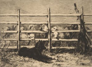 羊の群れ、1856年。 作： Felix Bracquemond