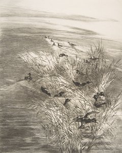 葦とティール、1882年。 作： Felix Bracquemond