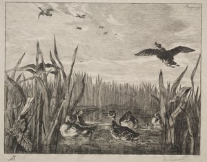 ティール、1853年。 作： Felix Bracquemond