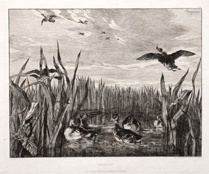 ティールズ、1853年に1864年を印刷。 作： Felix Bracquemond