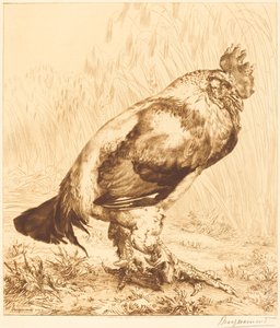 古いコック 作： Felix Bracquemond
