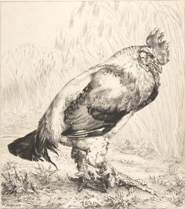 オールド・コック、1882年。 作： Felix Bracquemond