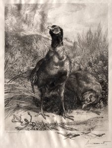 キジ、1899年。 作： Felix Bracquemond