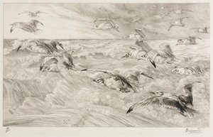 カモメ、c。 1880