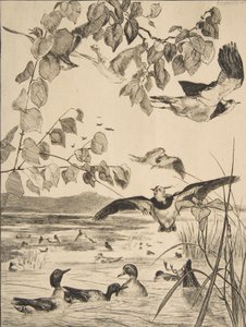 ラップウィングとサルセル、1862年。 作： Felix Bracquemond