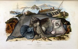 マンタの魚のイラスト。 (フェリックス・エドゥアール・ゲランによる自然史と自然現象の美しい辞書からのクロモリトグラフ 作： Felix Edouard Guerin