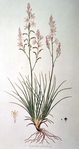 Asphodelus Fistulosus、John Sibthorp (1758-96) による「Flora Graeca Sibthorpiana」より 1806-40 作： Ferdinand Bauer