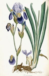 アイリスゲルマニカ、1847年 作： Ferdinand Bauer