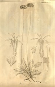 これはタブです。 1811年に発表されたロンドンのリンネ協会のトランザクションのボリュームXからの28 作： Ferdinand Bauer