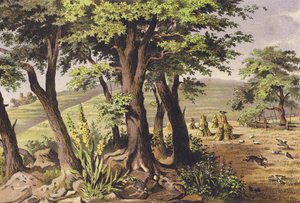 8月（カラーリトグラフ） 作： Ferdinand Karl Klimsch
