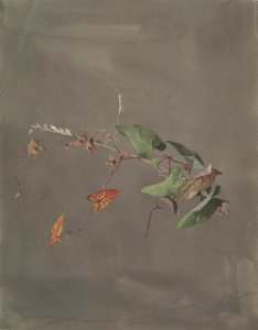 ヒルガオ 作： Fidelia Bridges