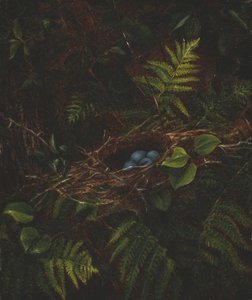 鳥の巣とシダ、1863年。 作： Fidelia Bridges