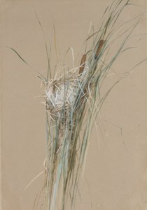 キャットテールの鳥の巣、ca。 1875。 作： Fidelia Bridges