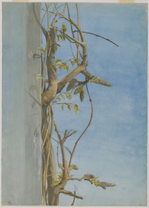 壁面の藤 作： Fidelia Bridges