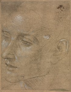 若い男の頭 作： Filippino Lippi