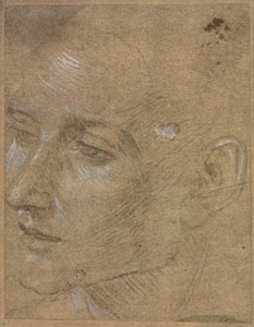 若い男の頭、後半1400年代。 作： Filippino Lippi