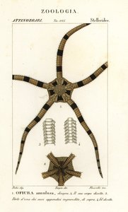 脆星棘皮動物、Ophiomastix annulosa、Ophiura annulosa 作： Finocchi Finocchi