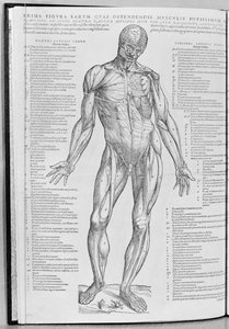 1543年にバーゼルで出版されたAndreas Vesalius（1514-64）によるヒューマンボディデバイスアドレス帳の解剖学的研究