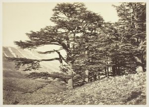 レバノン杉 作： Félix Bonfils